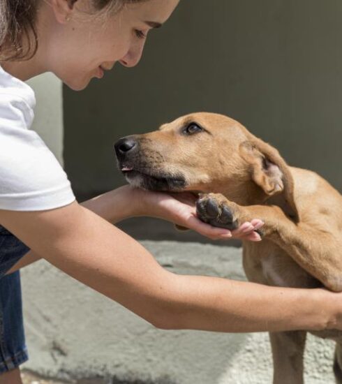 Defesa Animal recebe feira de adoção na quarta-feira (03)