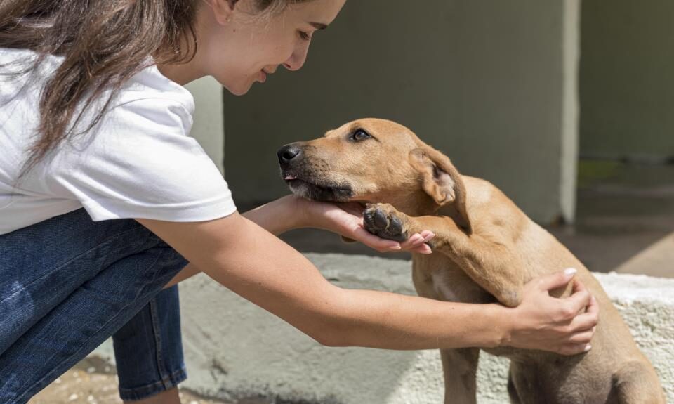 Defesa Animal recebe feira de adoção na quarta-feira (03)