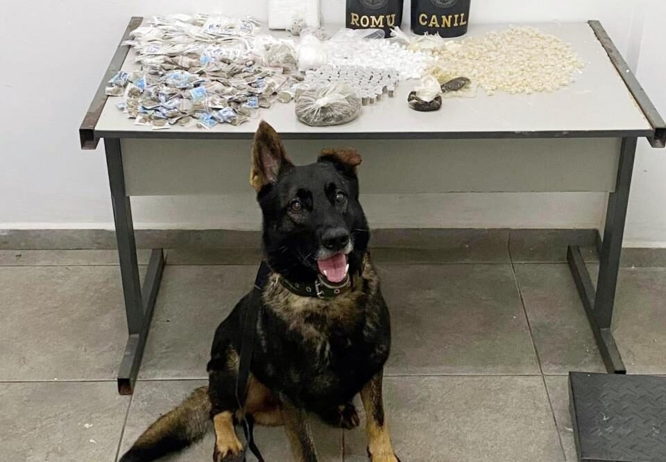 Equipes do Canil e ROMU, da GCM, apreendem grande quantidade de drogas em área de mata no Caetetuba