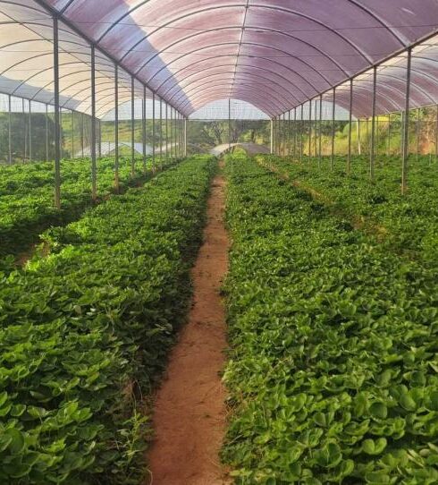 Linha de crédito do FEAP Morango reforça apoio aos produtores de Atibaia