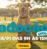 Defesa Animal recebe feira de adoção na quarta-feira (28)