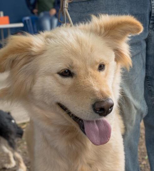 Prefeitura abre inscrições para mutirão de castração de cães e gatos no dia 23 de fevereiro
