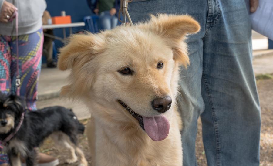 Prefeitura abre inscrições para mutirão de castração de cães e gatos no dia 23 de fevereiro