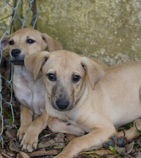 Defesa Animal recebe feira de adoção na quarta-feira (11)