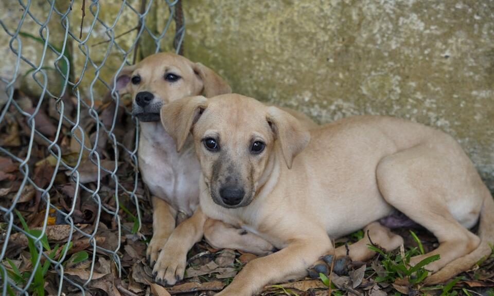 Defesa Animal recebe feira de adoção na quarta-feira (11)