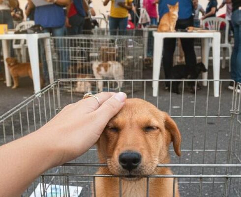 Defesa Animal recebe feira de adoção na quarta-feira (25)