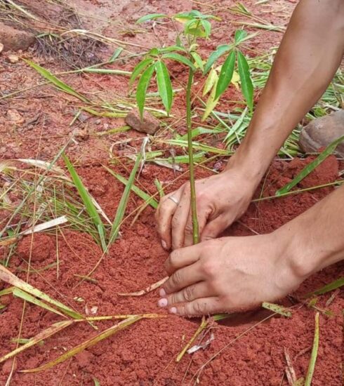 Prefeitura de Atibaia realiza plantio de 350 mudas nativas para recuperação ambiental no San Fernando Valley
