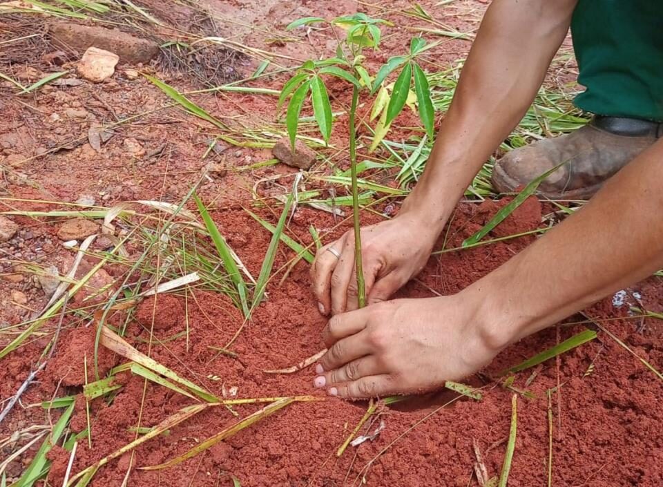 Prefeitura de Atibaia realiza plantio de 350 mudas nativas para recuperação ambiental no San Fernando Valley