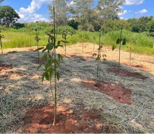 Secretaria Municipal de Meio Ambiente amplia arborização com plantio de 60 mudas no Jardim São Miguel