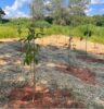 Secretaria Municipal de Meio Ambiente amplia arborização com plantio de 60 mudas no Jardim São Miguel