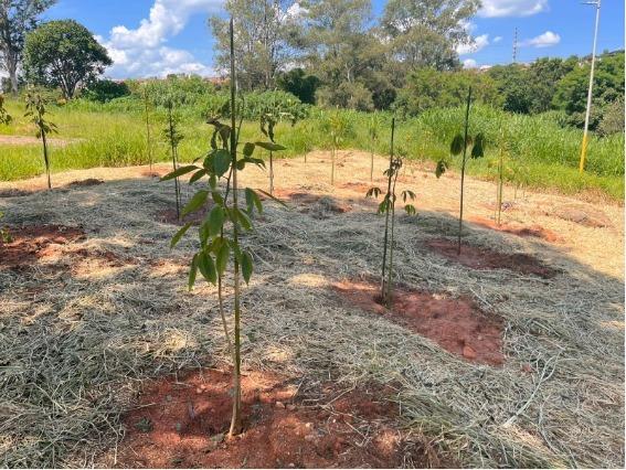 Secretaria Municipal de Meio Ambiente amplia arborização com plantio de 60 mudas no Jardim São Miguel