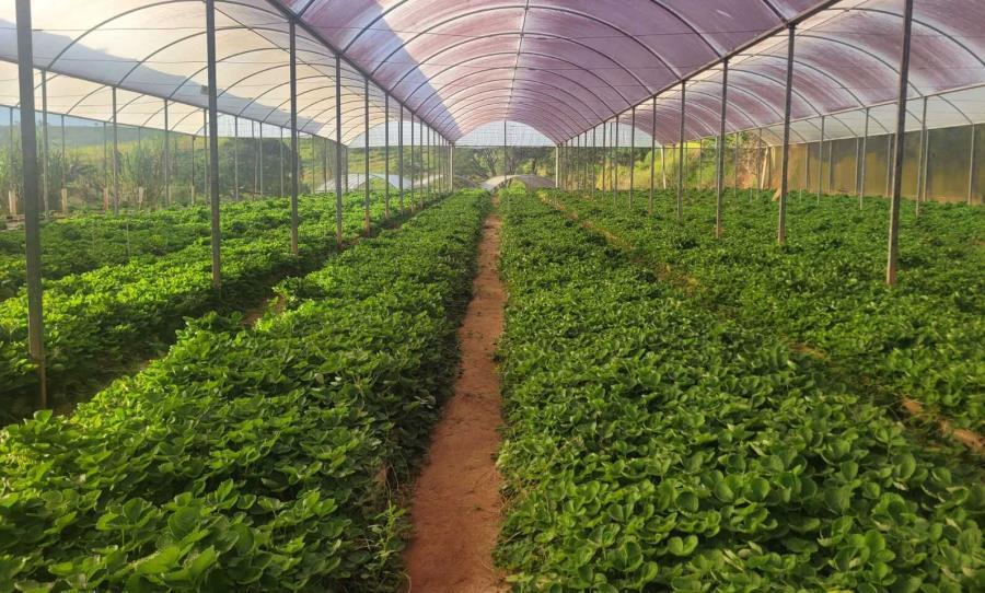 Entrega de mudas de morango fortalece produção rural e incentiva agricultura local