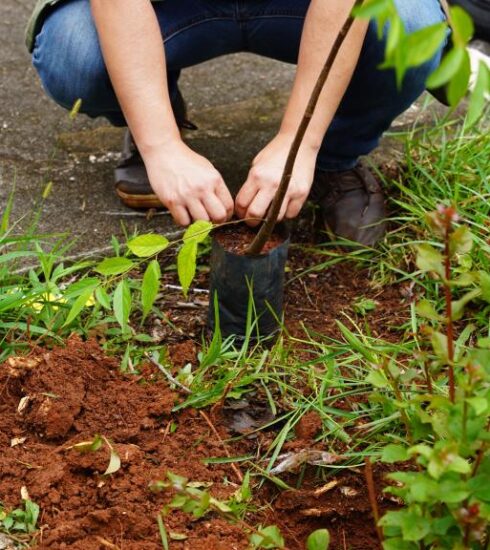 Ação intersecretarial de plantio de árvores reforça a arborização urbana na região central de Atibaia