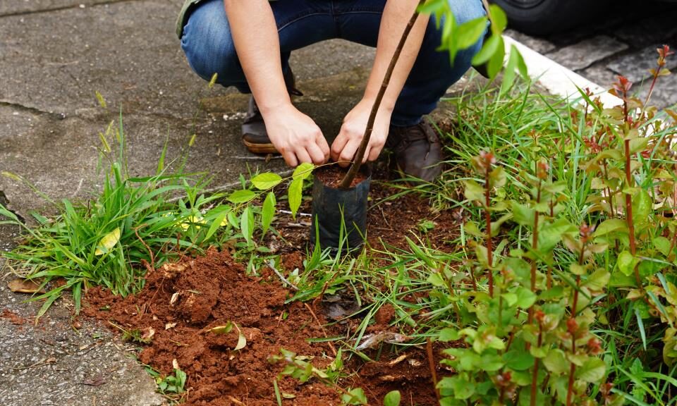Ação intersecretarial de plantio de árvores reforça a arborização urbana na região central de Atibaia