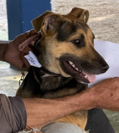 Prefeitura abre inscrições para mutirão de castração de cães e gatos no dia 23 de março