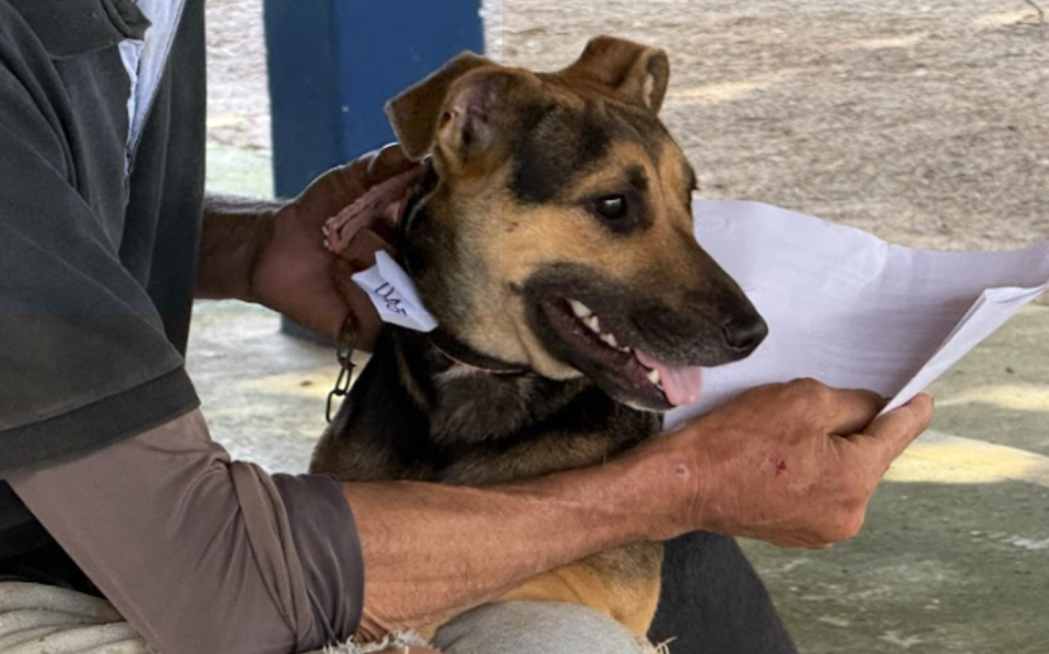 Prefeitura abre inscrições para mutirão de castração de cães e gatos no dia 23 de março