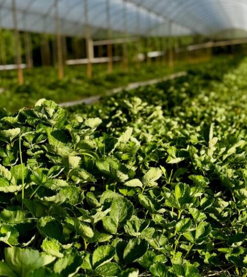 Prefeitura de Atibaia entrega mais de 430 mil mudas de morango a produtores rurais