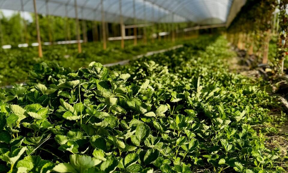 Prefeitura de Atibaia entrega mais de 430 mil mudas de morango a produtores rurais