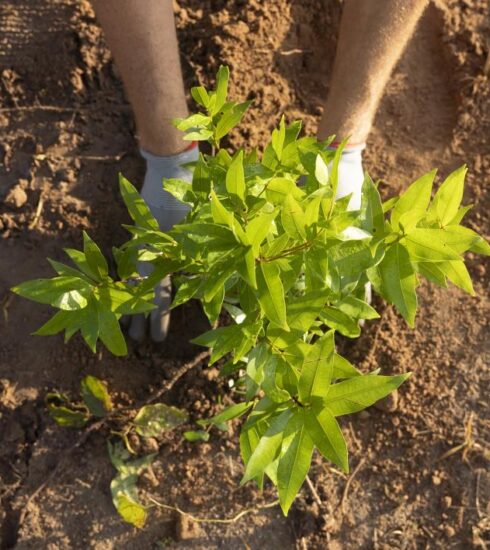 Prefeitura realiza plantio de árvores em frente à ETEC Atibaia e amplia ações de arborização urbana