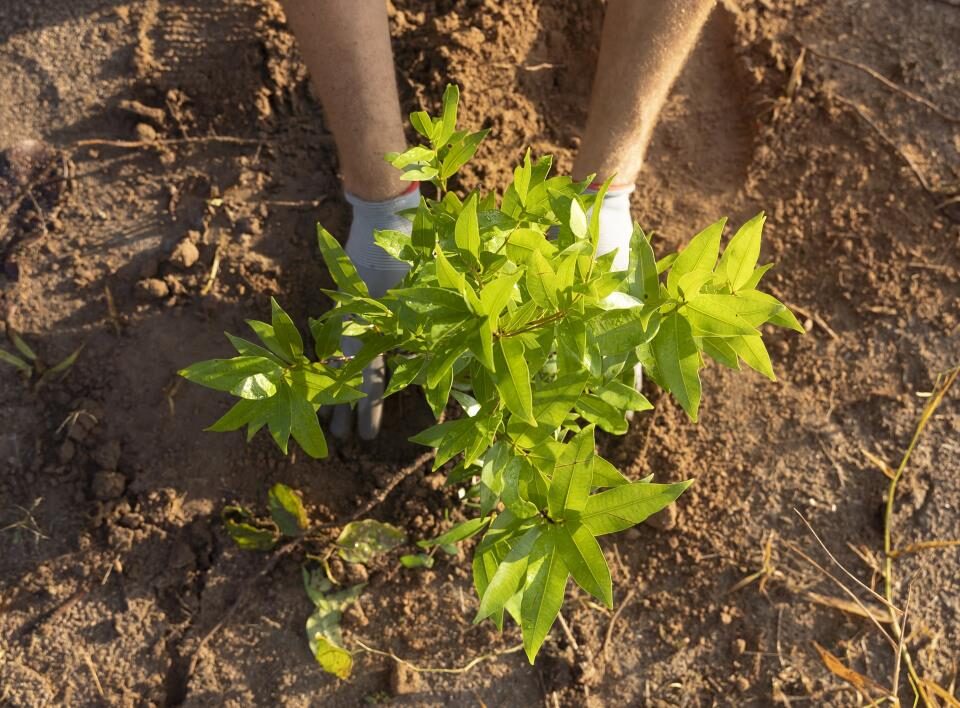 Prefeitura realiza plantio de árvores em frente à ETEC Atibaia e amplia ações de arborização urbana
