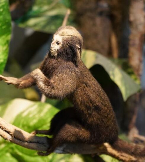 Museu de História Natural do Parque Edmundo Zanoni é fechado temporariamente para manutenção