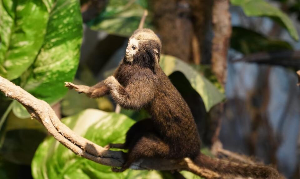 Museu de História Natural do Parque Edmundo Zanoni é fechado temporariamente para manutenção