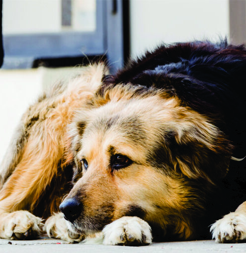 Assine a Petição que obriga a identificação dos pets em Atibaia