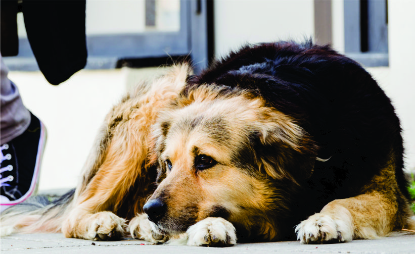 Assine a Petição que obriga a identificação dos pets em Atibaia