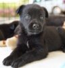 Defesa Animal recebe feira de adoção na quarta-feira (06)