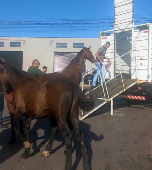 Prefeitura esclarece ação de resgate de cavalos no Bella Atibaia