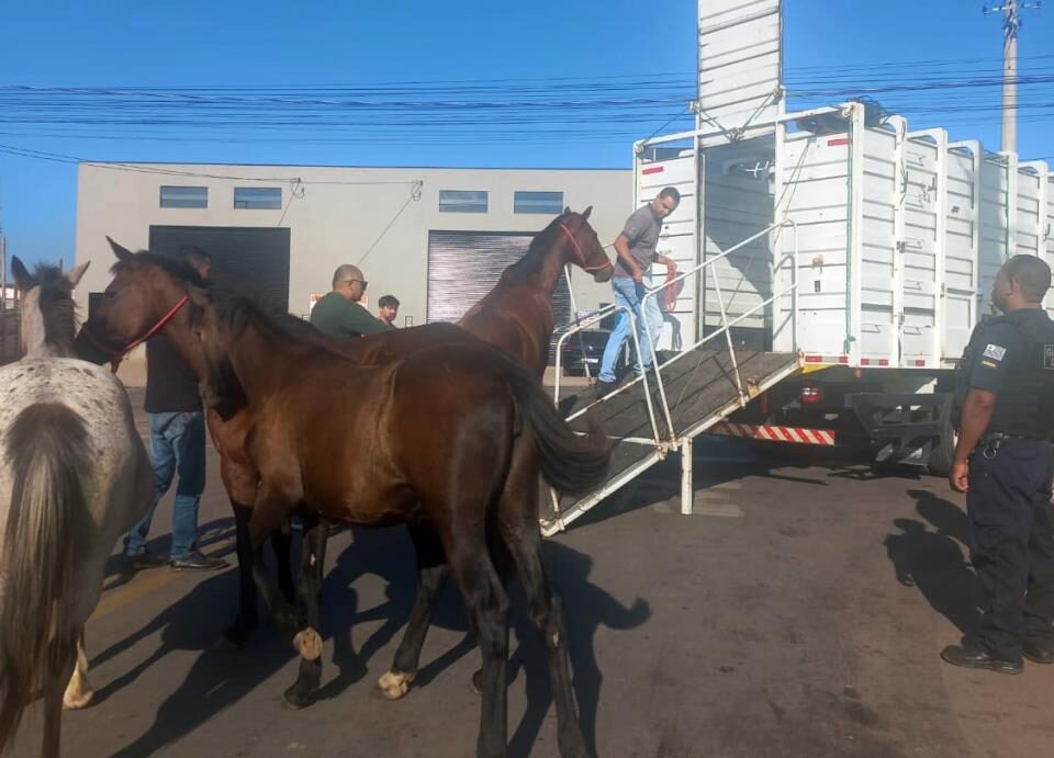 Prefeitura esclarece ação de resgate de cavalos no Bella Atibaia