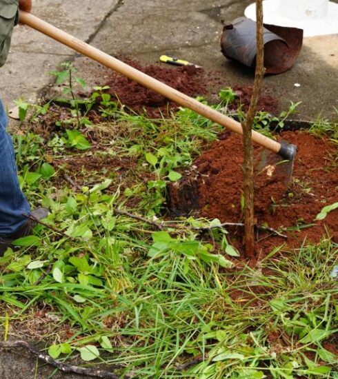 Arborização urbana avança em Atibaia com ampliação do plantio de mudas