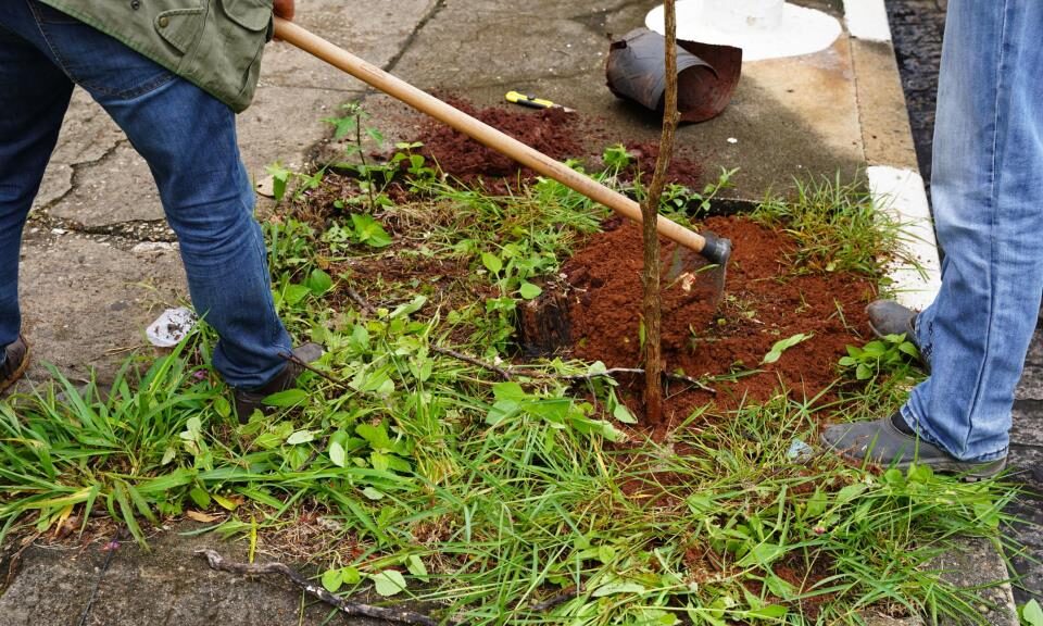 Arborização urbana avança em Atibaia com ampliação do plantio de mudas