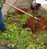 Arborização urbana avança em Atibaia com ampliação do plantio de mudas