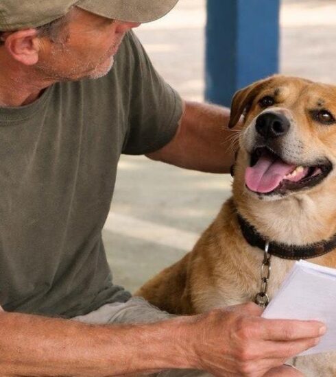 Prefeitura de Atibaia abre inscrições para mutirão de castração de cães e gatos no dia 25 de maio