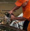 Trabalho semanal no Rio Atibaia recupera navegabilidade entre a Usina e BJ dos Perdões e aumenta segurança em períodos de chuva