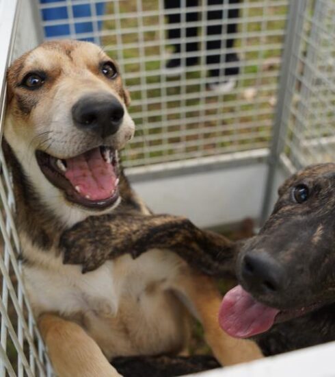 Defesa Animal promove feira de adoção no próximo dia 17 Defesa Animal promove feira de adoção no próximo dia 17