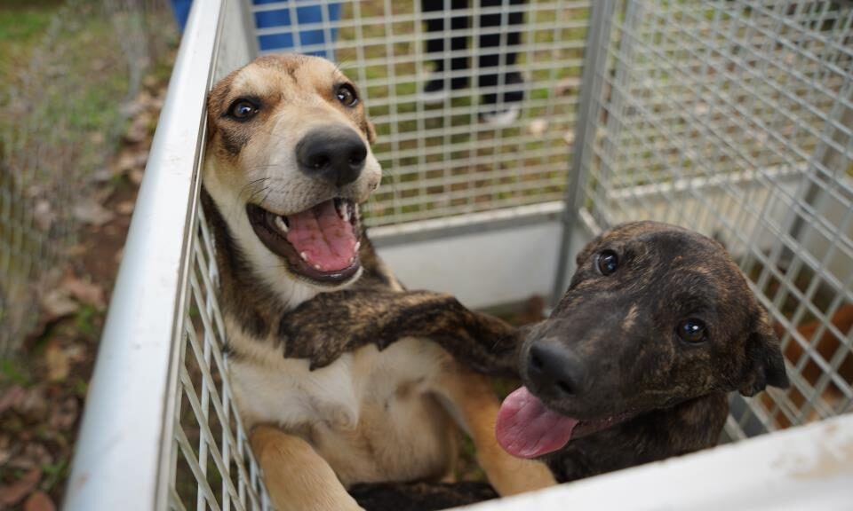 Defesa Animal promove feira de adoção no próximo dia 17 Defesa Animal promove feira de adoção no próximo dia 17