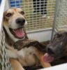 Defesa Animal promove feira de adoção no próximo dia 17 Defesa Animal promove feira de adoção no próximo dia 17