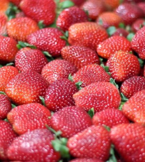 42ª Festa do Morango de Atibaia e Jarinu reúne a fruta mais desejada do inverno em dezenas de sabores