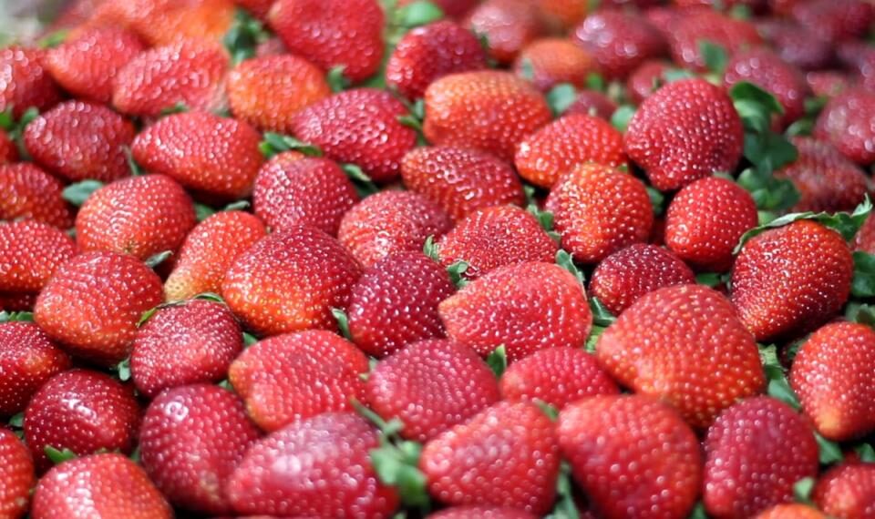 42ª Festa do Morango de Atibaia e Jarinu reúne a fruta mais desejada do inverno em dezenas de sabores
