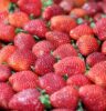 42ª Festa do Morango de Atibaia e Jarinu reúne a fruta mais desejada do inverno em dezenas de sabores