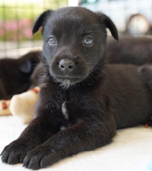 Secretaria de Meio Ambiente e Defesa Animal realiza duas feirinhas de adoção de cães e gatos em agosto