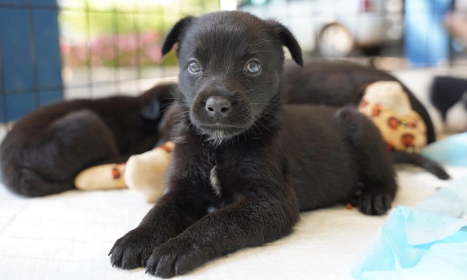 Secretaria de Meio Ambiente e Defesa Animal realiza duas feirinhas de adoção de cães e gatos em agosto