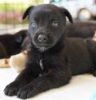 Secretaria de Meio Ambiente e Defesa Animal realiza duas feirinhas de adoção de cães e gatos em agosto Secretaria de Meio Ambiente e Defesa Animal realiza duas feirinhas de adoção de cães e gatos em agosto