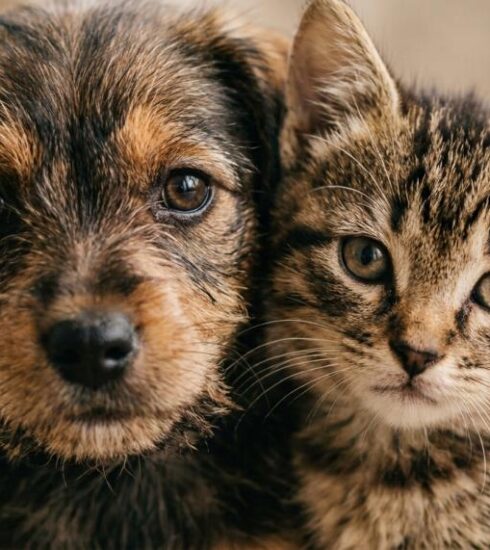 Defesa Animal promove 19ª Feirinha de Adoção 2026 no próximo dia 23