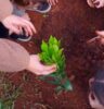 Programação especial marca Semana da Árvore com plantios e ações ambientais em Atibaia