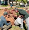 Atibaia amplia plantio de árvores nativas durante a Semana da Árvore