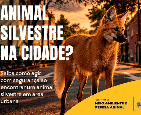 Animal silvestre em área urbana: saiba como agir
