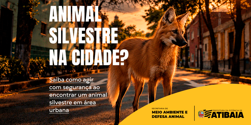 Animal silvestre em área urbana: saiba como agir